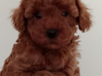 Poodle akademi