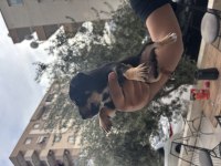 Dişi erkek 2 adet yavru köpeğimiz