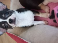 Chihuahua Puppies