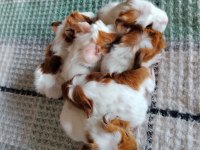 Silkie cins temiz ginepigler