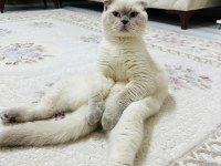 Scottish fold ömürlük yuvasını arıyoruz