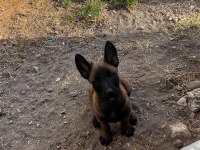 Belçika Kurdu 2 Aylık Köpeğimiz