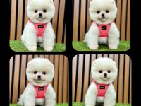 Pomeranian boo yeni ailelerini bekliyorlar