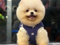 A+ KALİTE GÜZELLİK POMERANİAN BEBEKLER