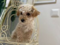 Maltipoo ve Poodle Köpeğimiz