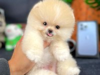 Yavru Patiler Farkı ile Teddy Bear Yavrularımız