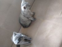 Scottish fold biritish yavrular