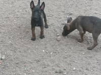Belçika malinois