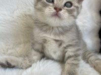 Yavru Scottish Fold