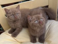 Cinnamon british shorthair