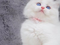 İpeksi tüylü Silver British Longhair 
