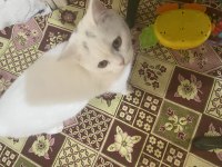 British shorthair erkek eş arıyoruz