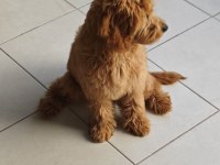 Dişi toy poodle