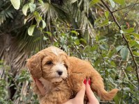 Sevimli maltipoo yavrumuz