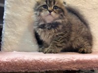 Scottish Fold Yavru Kedimiz