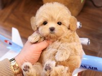 Sevgi Dolu Toy Poodle Yavrularımız