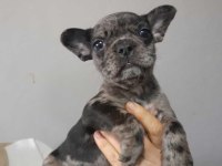 Blue Merle French Bulldog Yavrum