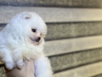 Pomeranian Dişi Ve Erkek
