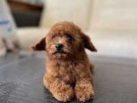 TOY POODLE YAVRU