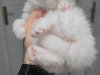 British longhair kedisi