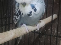 Maşallah show jumbo muhabbet kuşu damızlık ve yavrular