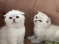 SAFKAN ORJİNAL IRK DİŞİ ERKEK YAVRU KEDİLER