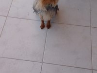 Sahiplendirilecek yorkshire terrier