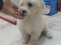 3 aylık erkek maltipoo yavrumuz yeni yuvasına gitmeye hazır