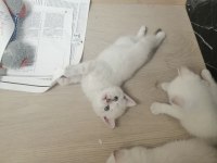 Safkan british shorthair mavi gözlü yavrular