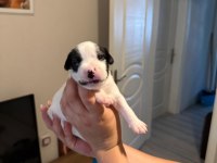 3 Haftalık Safkan French Bulldog Bebekler