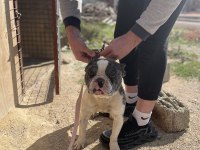 1.5 YAŞINDA ERKEK FRENCH BULLDOG SAFKAN MERLE AŞILI