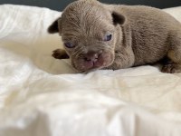 REZERVASYON HAZIR FRENCH BULLDOG YAVRULAR
