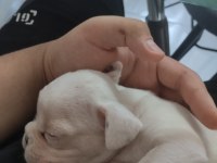 FRENCH BULLDOG