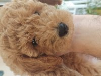 Safkan 2,5 aylık dişi poodle