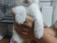 50 günlük british shorthair bebisler