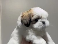 Muhteşem kaliteli shih tzu yavrularımız