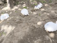 Safkan hollanda lop tavşan bebekler