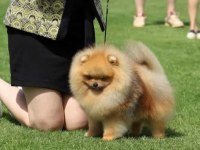 Fcı Şecereli Mini Teacup Pomeranian Erkek Yavrular
