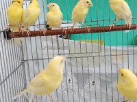 Manılua kanaryalar