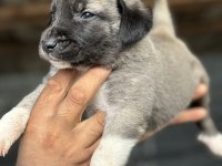 Altın kız kangal yavrusu sahnede