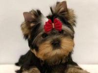 Mini minnak yorkshire