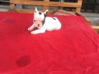 0-3 AYLIK FRENCH BULLDOG YAVRULARIMIZ