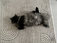 British longhair erkek kedimiz