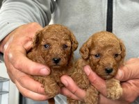 Toy poodle yavrular