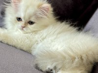 Saf kanlı british longhair