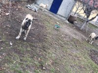 1 DİŞİ VE 1 ERKEK AŞILARI VURULMUŞ SATILIK KANGAL