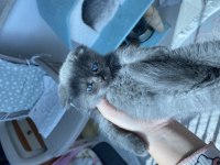 2 Aylık dişi scottish fold kedisi
