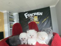 TOP KAFA SCOTTISH FOLD YAVRULARI FENOMEN PET SHOP