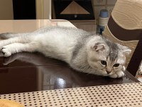 Orjinal saf kan scottish fold bebekler