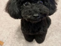 Nadir Renk Siyah Poodle